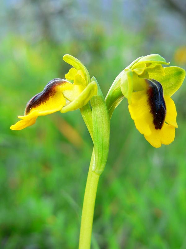 Gruppo Ophrys lutea